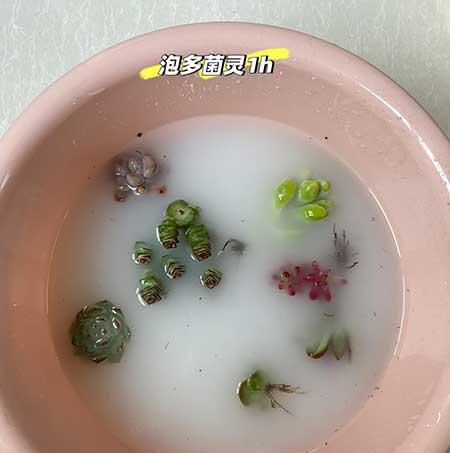 绿植养护记录