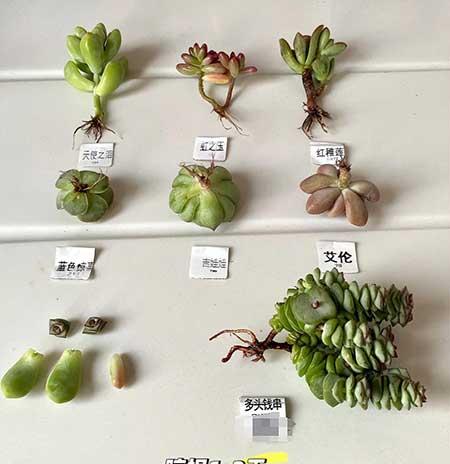 绿植养护记录