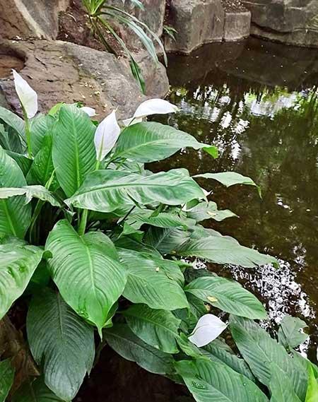 白掌花适合养在家里吗