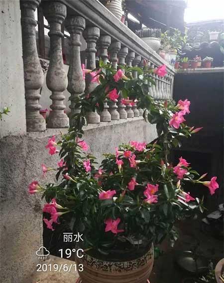 适合阳台养的花卉