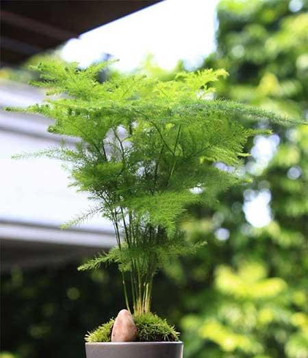 适合养在室外的绿植是什么