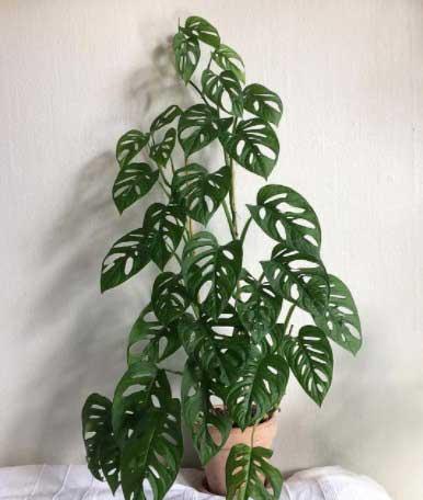 适合家里养的垂吊植物