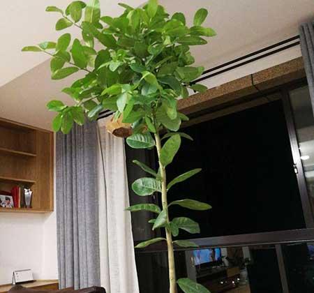 柠檬植物怎么养护