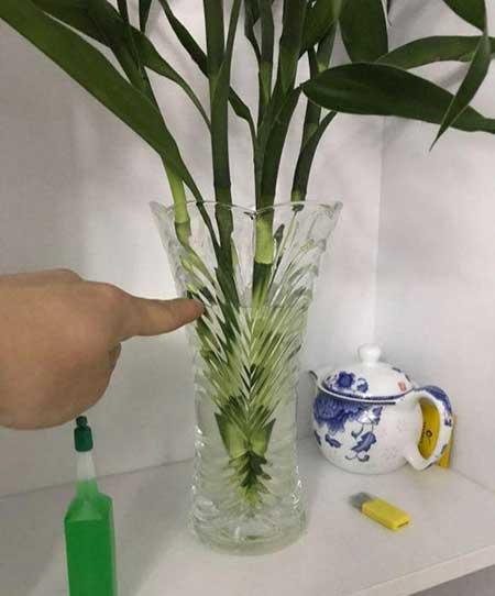 富贵竹绿植的养殖方法