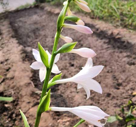 属狗养什么花最好