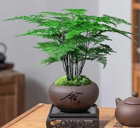 室内植物养护