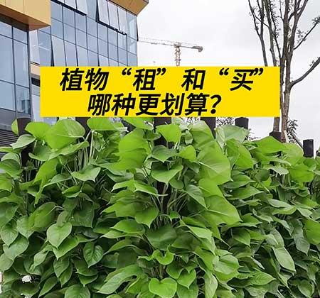 绿植租赁价格