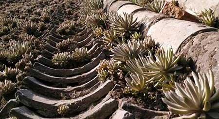 楼顶养什么植物好风水