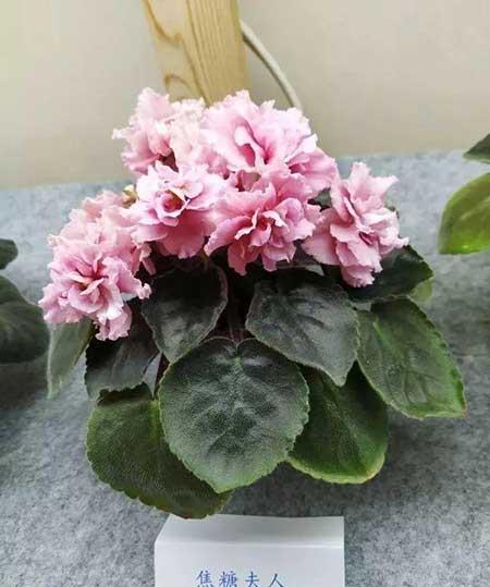 火烈鸟植物花怎么养