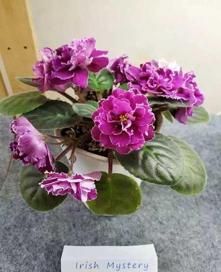 火烈鸟植物花怎么养