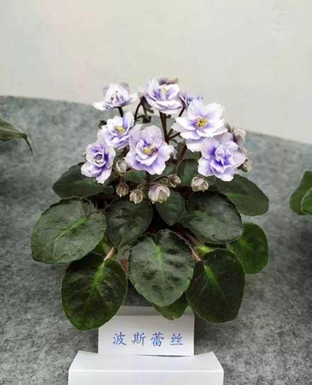 火烈鸟植物花怎么养