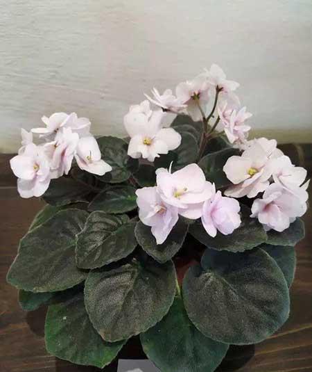 火烈鸟植物花怎么养