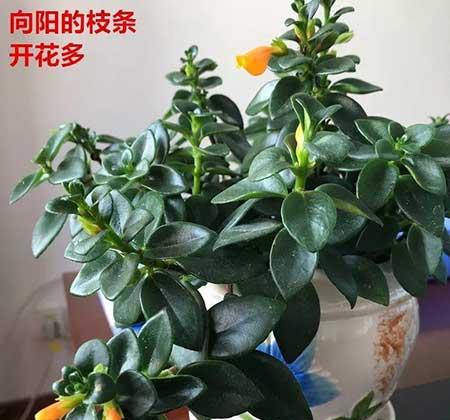 花卉金鱼花怎样养殖