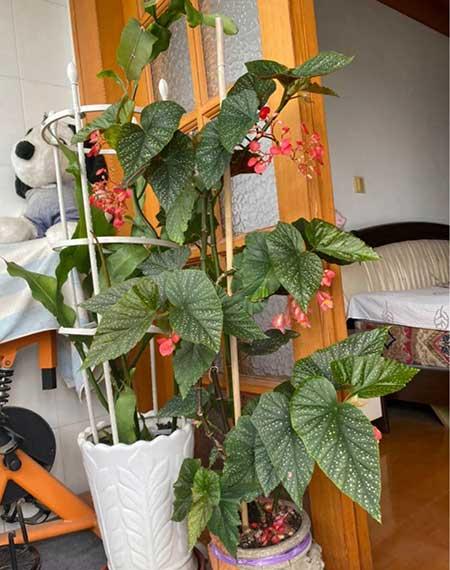 室内植物养护大全