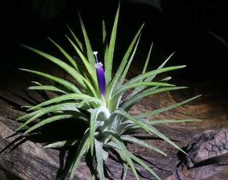 室内植物养护大全