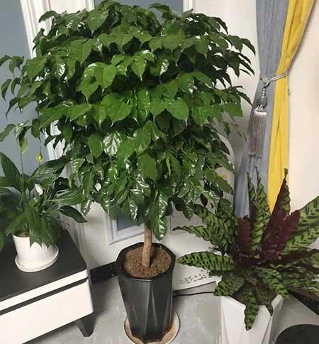 适宜客厅养的植物