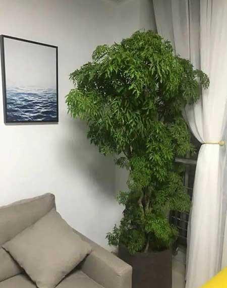 适宜客厅养的植物