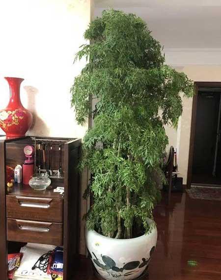 适宜客厅养的植物