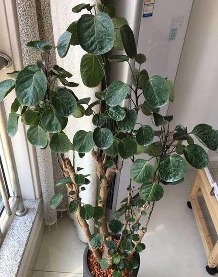 适宜客厅养的植物