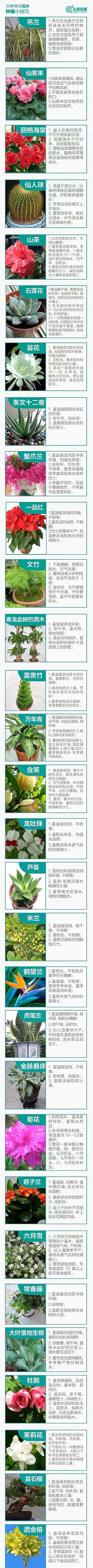 常见鲜花养护技巧和知识