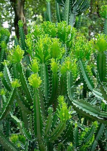 霸王鞭植物怎么养