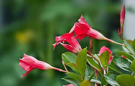 适合院子养的花